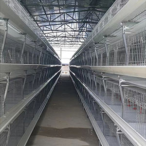 Cage pour poulets de chair à batterie automatisée de 5 à 6 semaines, nouvelle maison de couche de condition pour l'utilisation de la ferme de lapins et d'oiseaux pour les fermes du Kenya - Product Image 4
