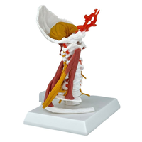 Modelo de Columna Cervical Humana con Músculos y Nervios, 7 Vértebras, Estructura Anatómica del Cuello para Entrenamiento Quiropráctico