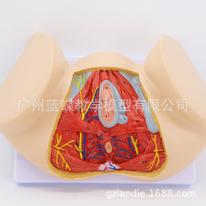 Modèle de périnée féminin, modèle d'anatomie périnéale, modèle d'anatomie gynécologique, modèle d'anatomie reproductive féminine - Product Image 1