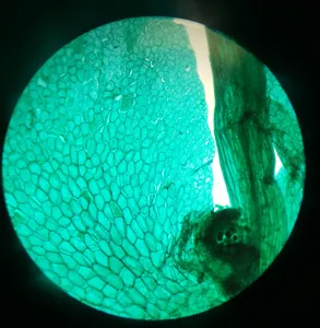 Gelsonlab HSSL-013生物学准备幻灯片Fern pro铊教学幻灯片