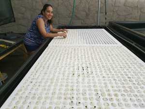 Semi all'<span class=keywords><strong>ingrosso</strong></span> personalizzati semi di ortaggi idroponici che piantano semi di zucca in spugna per <span class=keywords><strong>piante</strong></span> - Product Image 4