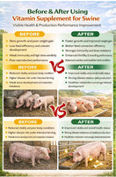 Lanchen SwineVit Trace Plus Prémélange de minéraux et oligo-éléments de qualité alimentaire pour porcs, enrichi en Bacillus Subtilis, enzymes et acides aminés, favorisant la santé des porcs