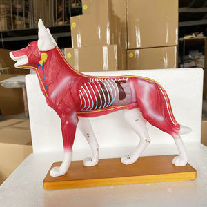 कैनाइन बॉडी एक्यूपंक्चर मॉडल Zm3018 कुत्ते शारीरिक मॉडल - Product Image 5