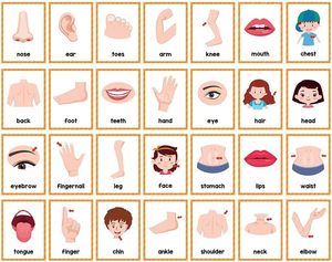 Tarjetas de Memoria de Partes del Cuerpo para Niños Pequeños, Tarjetas de Aprendizaje de Vocabulario en Inglés con Ilustraciones, Juguetes Educativos Tempranos para Niños - Product Image 3