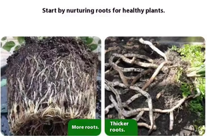 Drei Tage neue Wurzeln entstanden Universal Strong Rooting Liquid Humin Acid Organic Dünger für die Transplantation von Obstbäumen - Product Image 6
