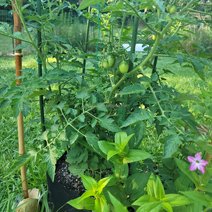 Vente en gros de pots en tissu de feutre pour jardin avec poignées pour le contrôle des racines Sacs de culture pour géotextiles Semis de légumes et fleurs - Product Image 2