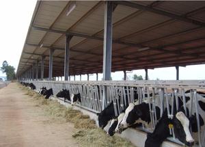 Cadre léger de Structure En Acier Bovins Ferme Maison Vache Hangar En Métal Feuille/Panneau sandwich En Acier H En Acier A-190509-3 Q235 Q345 GO - Product Image 5