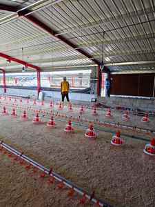 Set lengkap peralatan perternakan unggas Broiler otomatis desain rumah peralatan kandang ayam kualitas luar biasa - Product Image 3