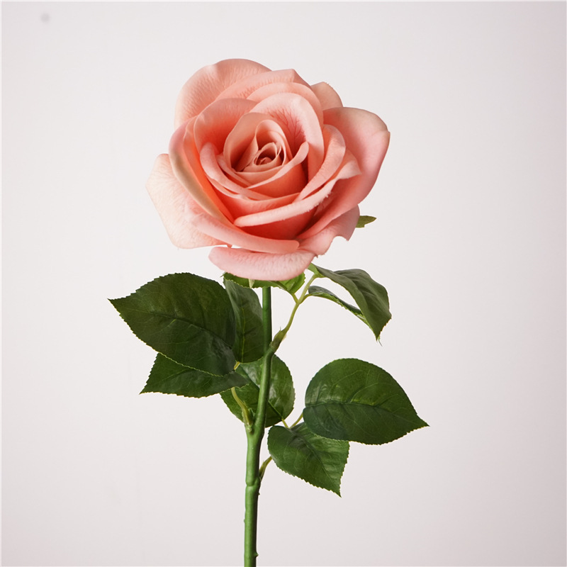 Rosa Pesca