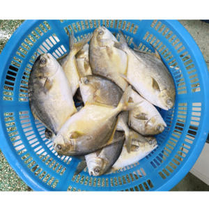 Pescado Pompano Dorado Congelado, Pomfret 400-600g, Pescado de Cultivo Chino, Pomfret Dorado a Granel - Product Image 6