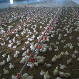 Automatische Kip Vleeskuikens Gevogelte Boerderij Ontwerp - Product Image 5