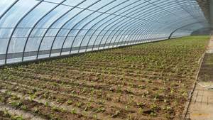 Invernadero de <span class=keywords><strong>túnel</strong></span> rentable mejor calidad <span class=keywords><strong>Túnel</strong></span> de plástico personalizado invernadero precio de fábrica más vendido invernadero para la venta - Product Image 2