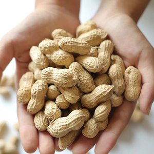 Arachides brutes de qualité supérieure, transformées, biologiques, séchées et bouillies surgelées, les plus vendues, pour la vente en gros - Product Image 2