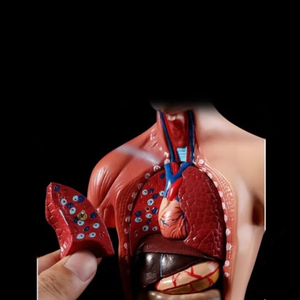 Modelo Anatómico Humano de Alta Gama de 26 CM, Desmontable, 15 Modelos Anatómicos Humanos - Product Image 5