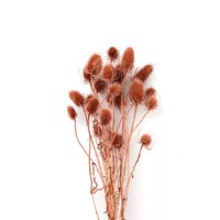 Direkt vom Hersteller: Natürlich konservierte Distelblüten, getrocknete Blumen für Heimdekoration, getrocknetes Eryngium
