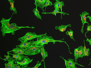 BestScope BWHC-1080D HD Wifi 1080Pデジタル顕微鏡カメラ教育および研究用 - Product Image 6