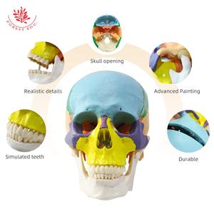 Modelo de cráneo médico FRT021 cabeza de plástico humana mandíbula puede abrir Skullcap extraíble estudiante médico modelo de Anatomía Humana - Product Image 5