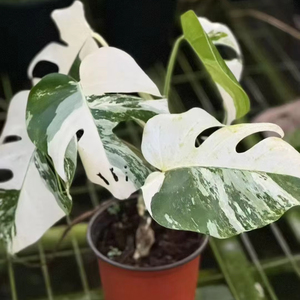 Rara Monstera Ablo Variegata, Pianta Coltivata in Vaso, Coltivata in Laboratorio, Fogliame Unico da Collezione, Certificata - Product Image 1