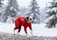 Accessoires de soins pour animaux de compagnie : Collier, gamelle, lit de voyage et équipement de fitness en PU écologique pour chiens, chats et autres animaux de compagnie.