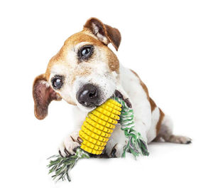 Kinghon Eco-Friendly TPR Rubber <b>Toothbrush</b> Toy Squeaky Dog Chew Toys with Corn Grits Chewable Chewable Toy - Product Image 4