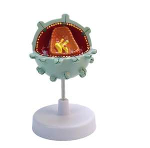 의학 과학 <span class=keywords><strong>HIV</strong></span> 세포 모델 구조 모델 확대 해부학 인간 세포 병리학 시연 모델 - Product Image 5