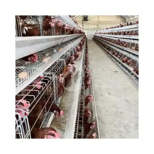 Automatic A Frame Chick Layer Cage For Sale In Philippines