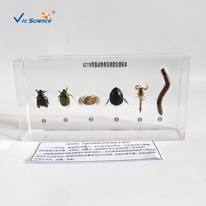 Spécimen d'arthropode en résine, structure corporelle complète d'invertebré pour l'enseignement et l'observation en biologie CE/ISO/ROHS/CNAS - Product Image 6
