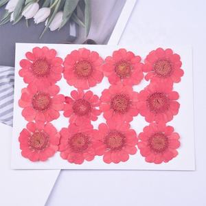 Flor seca de crisantemo Real 3D, 15 colores, Nail Art, Gel UV, diseños acrílicos, decorar flores secas - Product Image 6