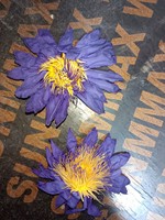 Thé en sachet en vrac de lotus bleu séché, biologique, artisanal, aromatisé aux herbes, fleur de l'agrumonthe égyptienne, pour la santé