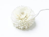 Diffuseur de parfum à fleurs en bois de sola avec coton, diamètre 6 cm et 8 cm, recharge d'huile essentielle, fleurs artisanales en bois de sola
