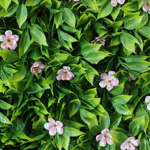 Hojas de sakura Unidas naturales <span class=keywords><strong>valla</strong></span> de <span class=keywords><strong>mimbre</strong></span> de sakura rosa para la construcción de jardines - Product Image 4