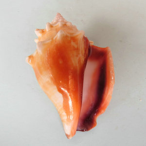 Conchiglie Naturali di Cozze Marine Seastar, Conchiglie Dorate a Spirale, Conchiglie Rosa, Ornamenti per Acquario, Conchiglie Decorative dal Tocco Naturale - Product Image 6