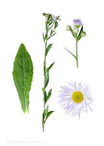Erigeron breviscapus ผง98% สกัดจาก breviscapin - Product Image 6