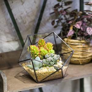 Mezza palla pentagono fioriera balcone interno finestra pianta succulenta cactus felce vaso di fiori forma ciotola terrario di vetro geometrico - Product Image 5