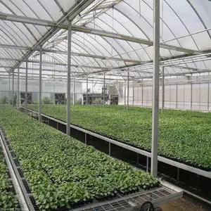 Hot Sale Greenhouse Plastic Green House Equipment Vertical Growing System On Tomato