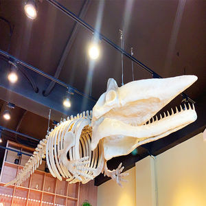Esqueleto de <span class=keywords><strong>dinosaurio</strong></span> Artificial, calidad de museo, tamaño real - Product Image 4
