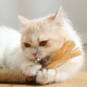 Büyük boy doğal kedi çiğnemek sopa kedi diş temizleme Silvervine oyuncaklar büyük Matatabi kedi için sopa - Product Image 4