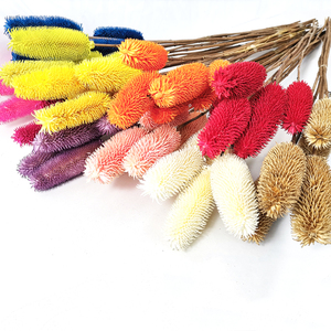 Nouvelle Arrivée Flora d'Été Fleurs Séchées Naturelles Blanches Dipsacus Sativus Fournisseurs de Fleurs pour <span class=keywords><strong>la</strong></span> Décoration Intérieure - Product Image 6