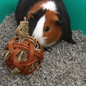 ลูกบอลกระต่ายของเล่นสำหรับสัตว์เลี้ยงแบบโต้ตอบและเคลื่อนไหวได้ - Product Image 5