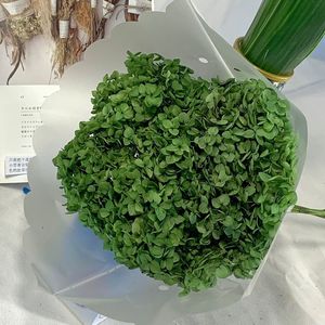 All'ingrosso fiore di decorazione secchi fiori di ortensia colore rosa piccole <span class=keywords><strong>foglie</strong></span> Anna conservato ortensia con singolo gambo lungo - Product Image 3