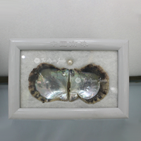 Fourniture d'usine : Spécimen encadré de coquille de nacre naturelle irisée, objet d'exposition pour musées, écoles et entreprises