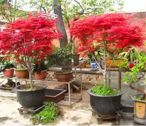 Bonsaï artificiel d'érable rouge <span class=keywords><strong>en</strong></span> <span class=keywords><strong>pot</strong></span>, feuilles réalistes à cinq branches, faux érable japonais pour la décoration de la maison et <span class=keywords><strong>du</strong></span> bureau - Product Image 4