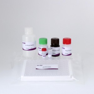 Salmonella Abortus Equi cELISA Kit | Wettbewerbs fähiger <span class=keywords><strong>ELISA</strong></span> | 96T Platte | Pferd Abtreibung Antikörper <span class=keywords><strong>test</strong></span> - Product Image 4