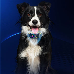 Novo Paw & Bone Forma Bark Collar 7 Níveis de Sensibilidade <span class=keywords><strong>Beep</strong></span> Vibração Recarregável Dog <span class=keywords><strong>Training</strong></span> Bark Collar - Product Image 2