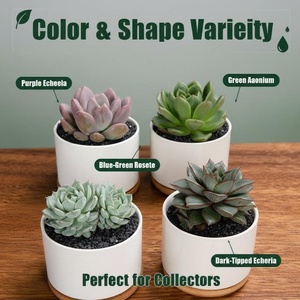 Maceta <span class=keywords><strong>de</strong></span> Cerámica Ecológica, Biodegradable, Ligera, <span class=keywords><strong>de</strong></span> Diseño Moderno y Simple, para Plantas Verdes, <span class=keywords><strong>Suculentas</strong></span> y Flores, para Uso en Escritorio - Product Image 4