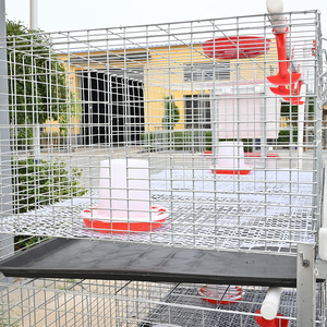 Yeni durum otomatik kanatlı Coop besleyici pil kafesleri Broiler tavuk evi çiftlik yetiştiriciliği katmanlı tavuk Broilers kafes - Product Image 4