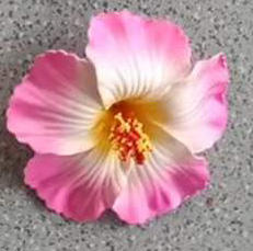 สีชมพูยอดนิยม