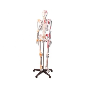 180cm Tall PVC Muscles and Ligaments Skeleton Model for Medical Science Teaching Durable White - Product Image 1