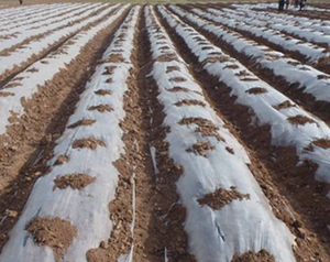 SERNZO <span class=keywords><strong>Film</strong></span> Plastico per Pacciamatura in LDPE Bianco Anti-Erba per Frutta, Verdura e Cipolle, Spessore 10-30 micron, Lunga Durata - Product Image 4