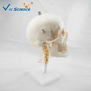 Cráneo modelo de cerebro humano blanco puro con columna cervical <span class=keywords><strong>tamaño</strong></span> <span class=keywords><strong>real</strong></span> <span class=keywords><strong>esqueleto</strong></span> humano cerebro espinas cervicales para ciencia médica - Product Image 3